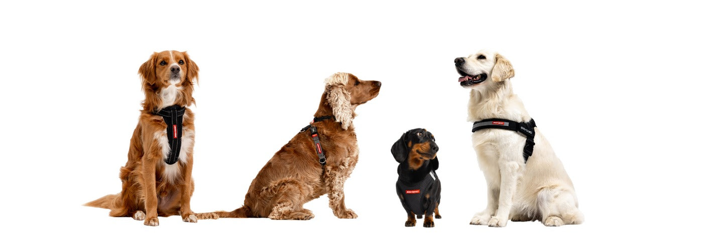Step-by-step puppy harness training plan