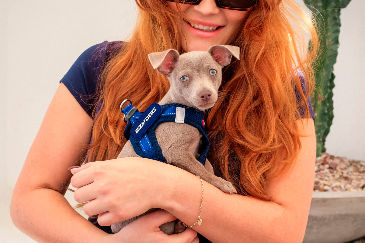 Best Dog Harness for Small Dogs