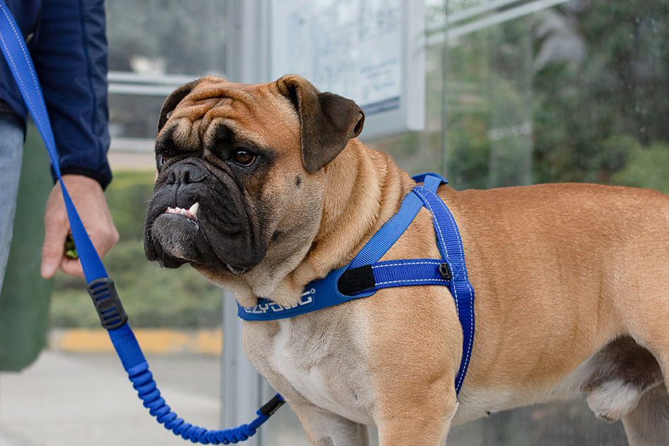 Best Dog Harness for French Bulldogs