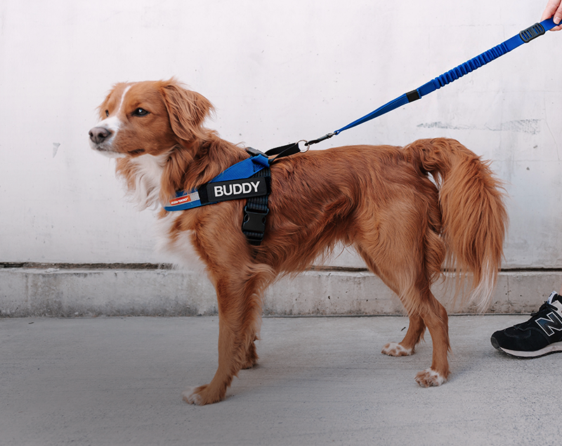 How Tight Should a Dog Harness Be? – Your Proper Fit Guide