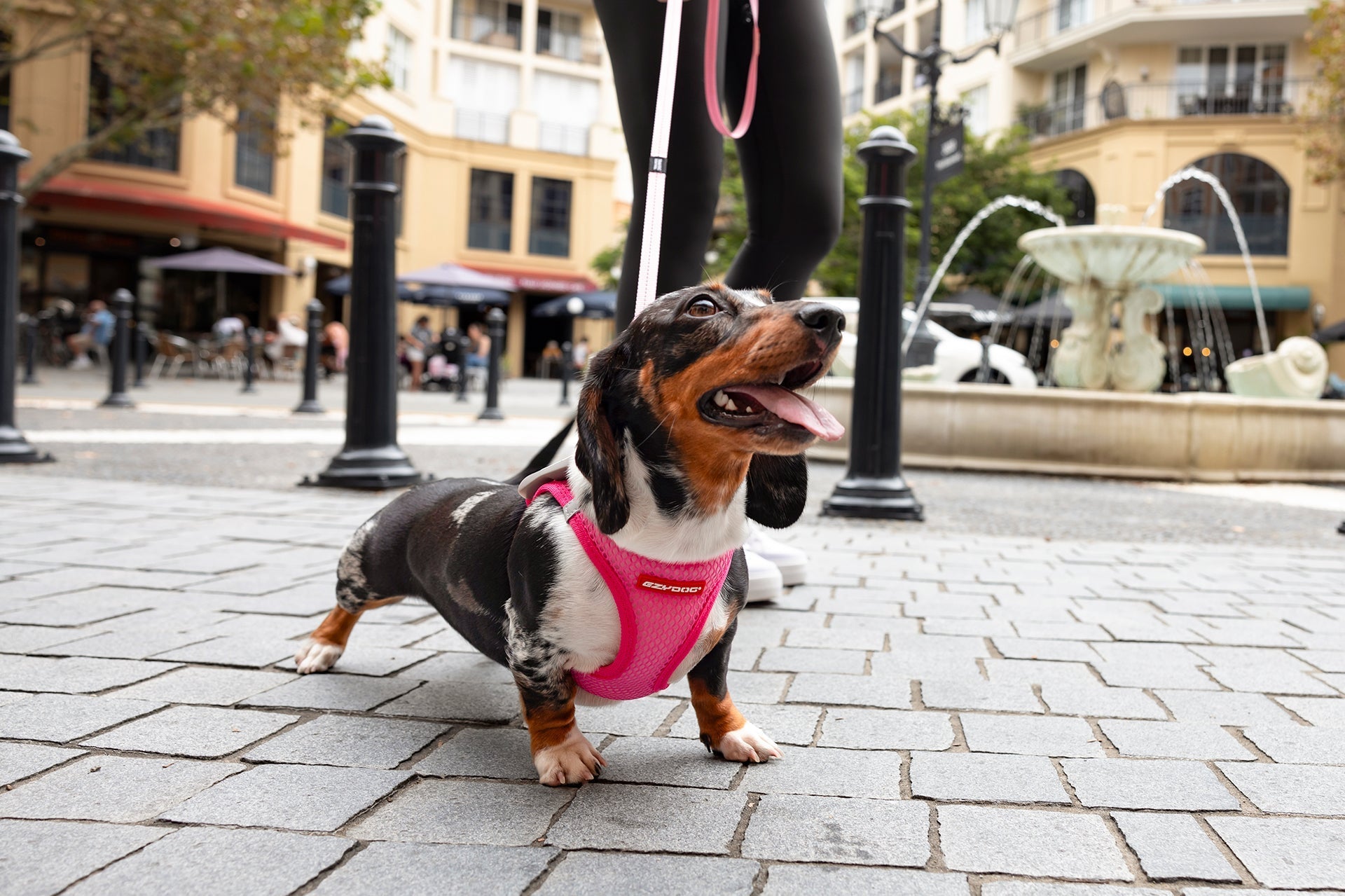Black and tan Dachshund standing alert on sidewalk – representing the breed’s long back and short legs, ideal for showcasing harness fit and comfort needs.