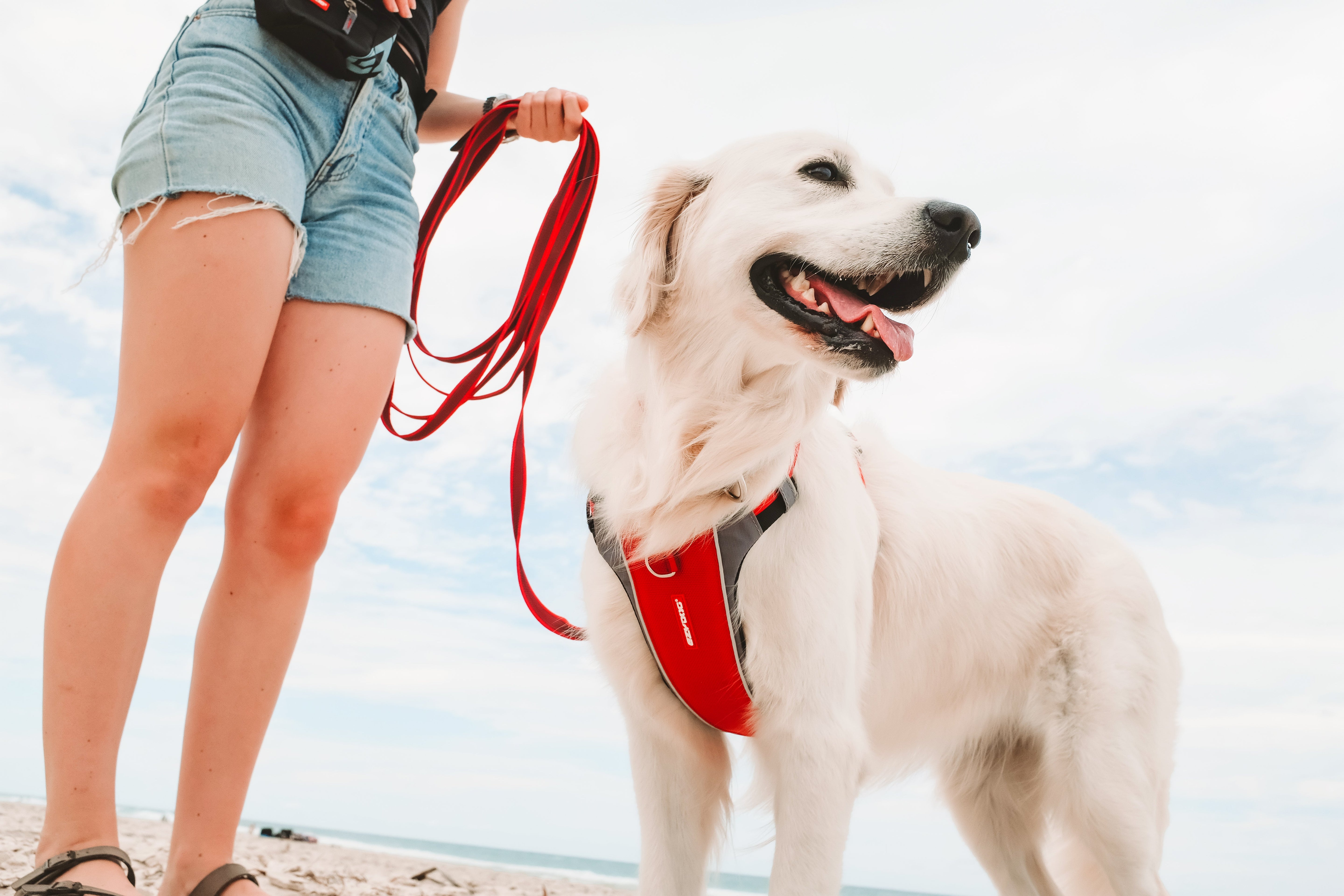Choosing the Right Dog Harness
