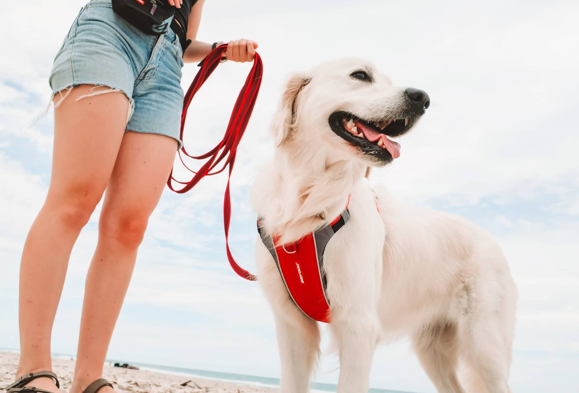 Best No-Pull Dog Harness