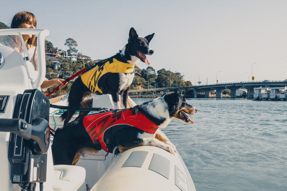 two dogs wearing dfd x2 life jackets on a boat