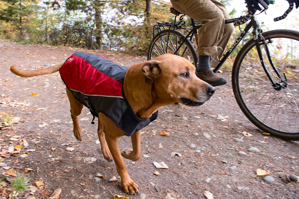 Essential Dog Accessories For Fall