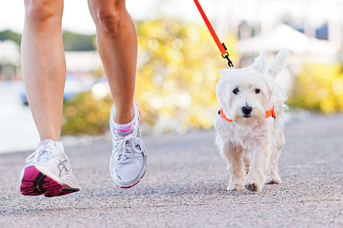 10 Best Fluffy Dog Breeds That Stay Cute Forever!