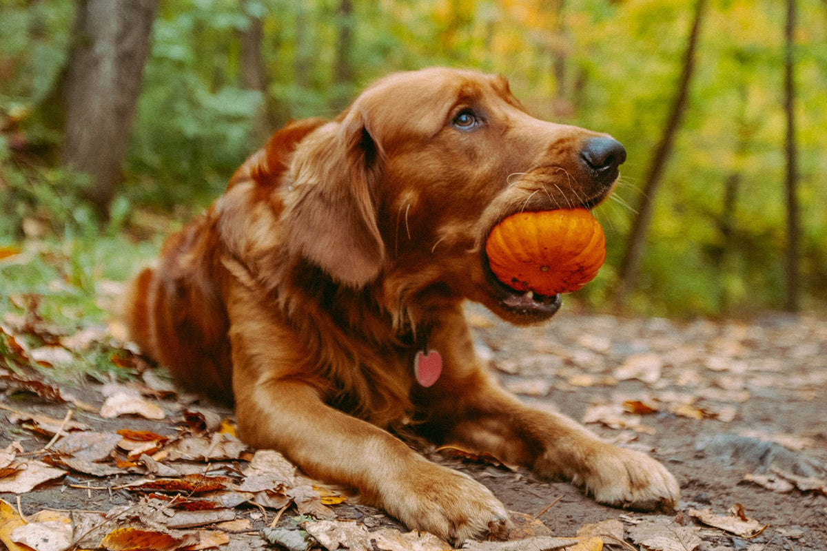 How To Visit A Dog Friendly Pumpkin Patch
