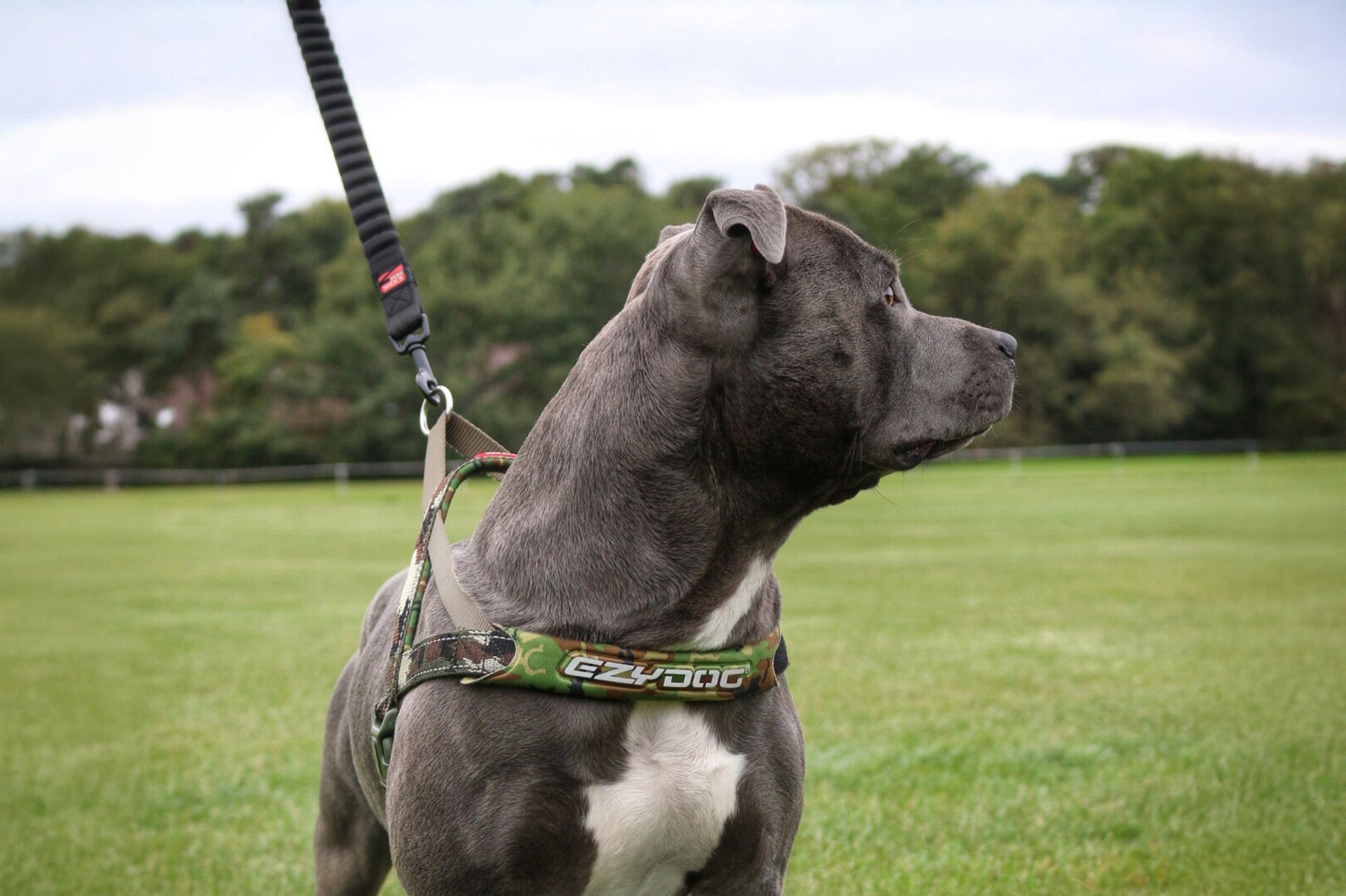 Best Harness for Pitbulls – Complete Guide to Fit, Comfort & Control