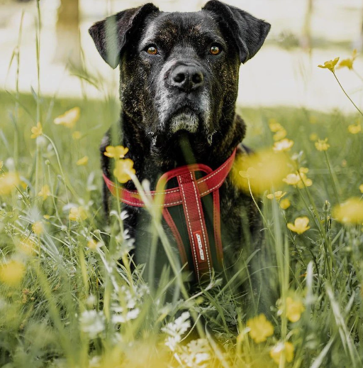 How to Put on a Dog Harness