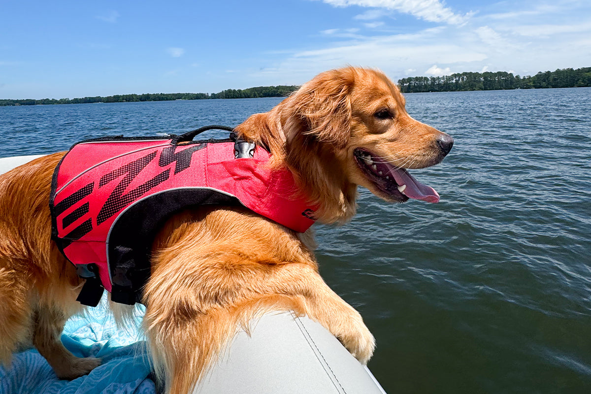 Top 4 Summer Safety Tips For Dogs
