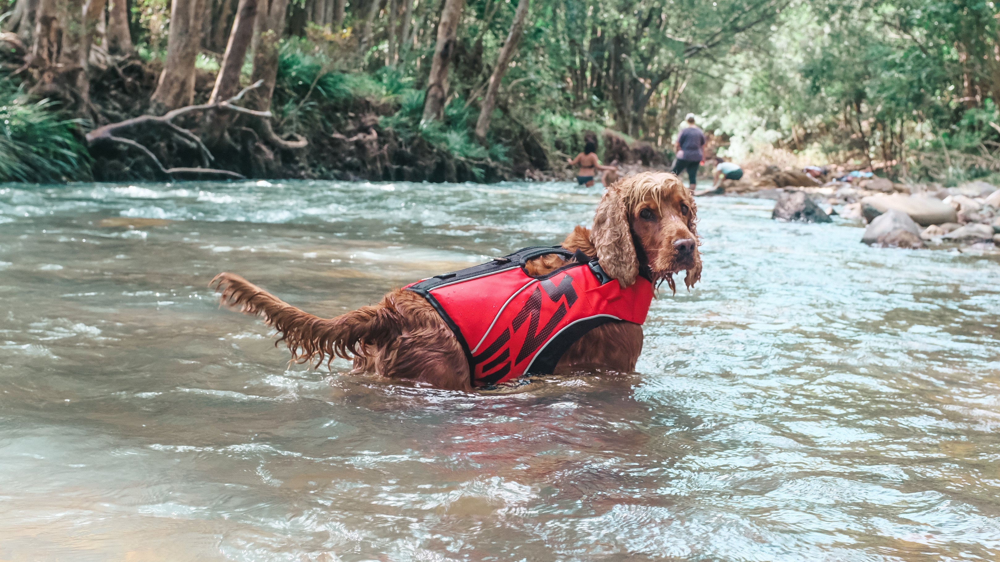 Which Life Jacket Is Right For Your Dog?