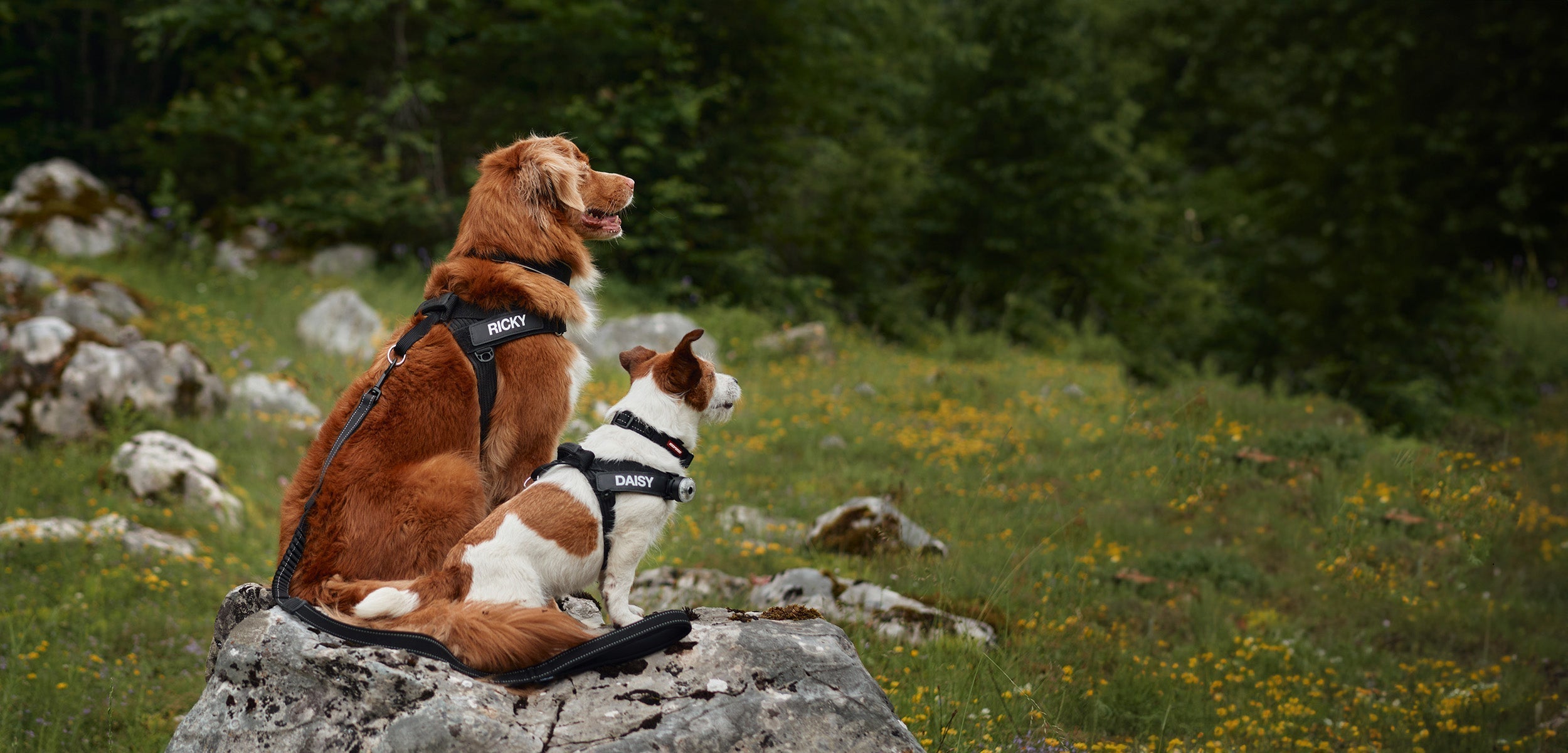 Dogs on a harness during an adventure