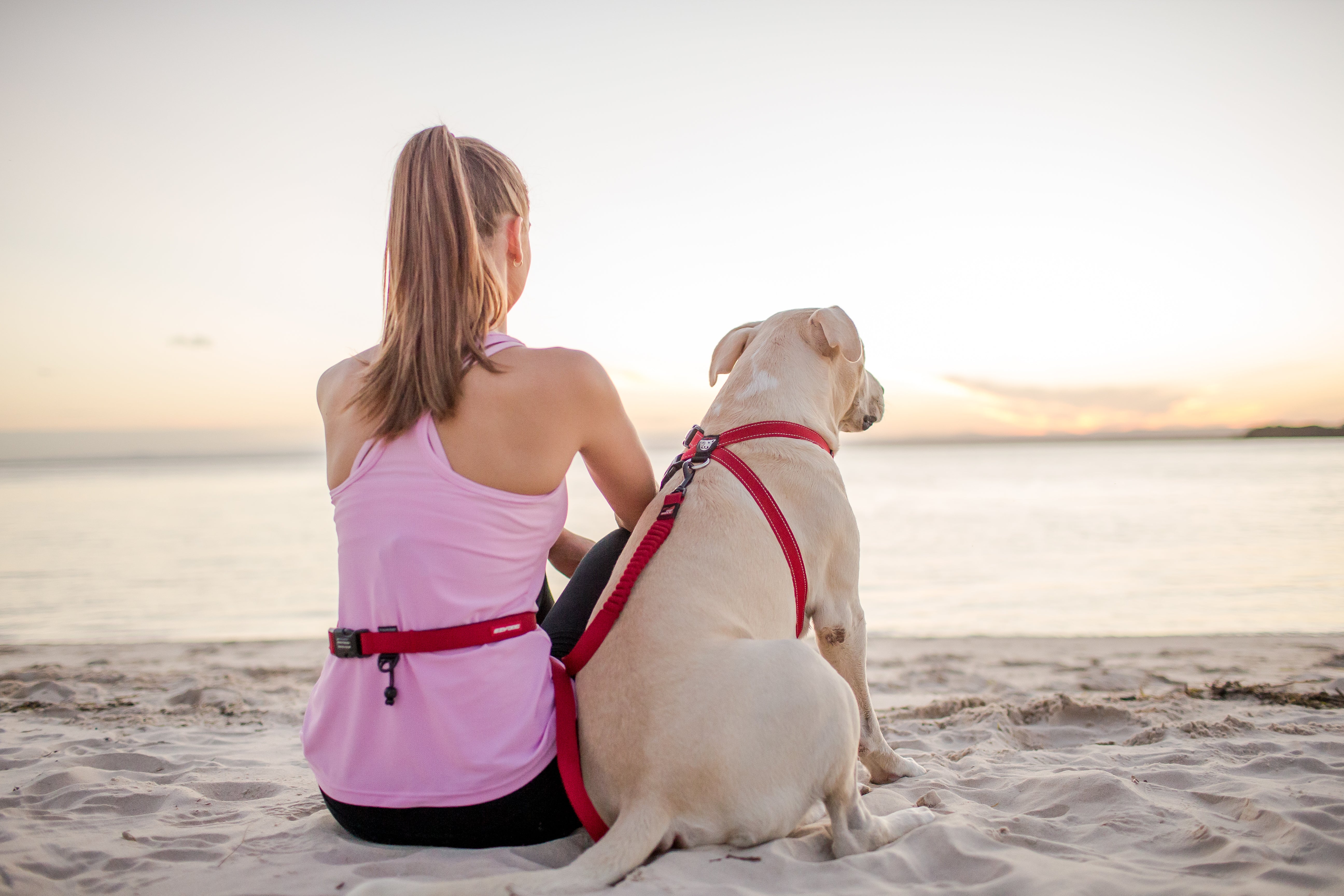 Making the connection: Finding the right leash for your dog