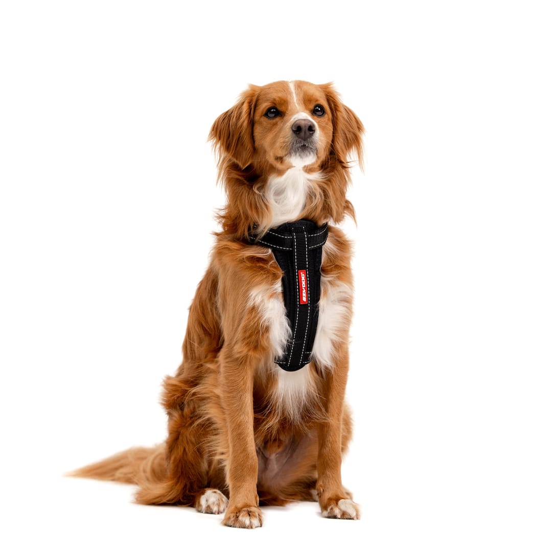 Dog wearing a Black Chest Plate Harness, sitting.