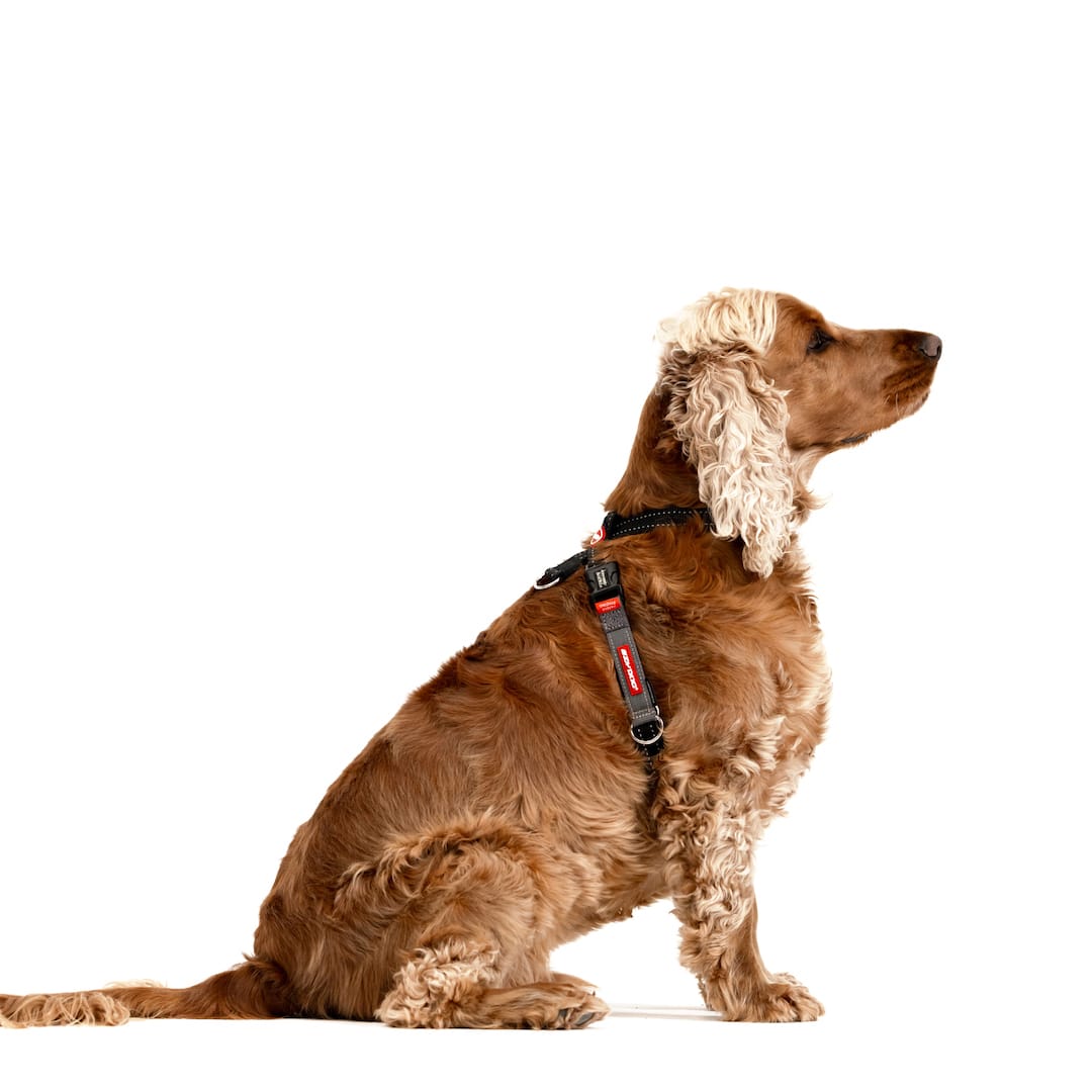 Crosscheck™ Dog Harness