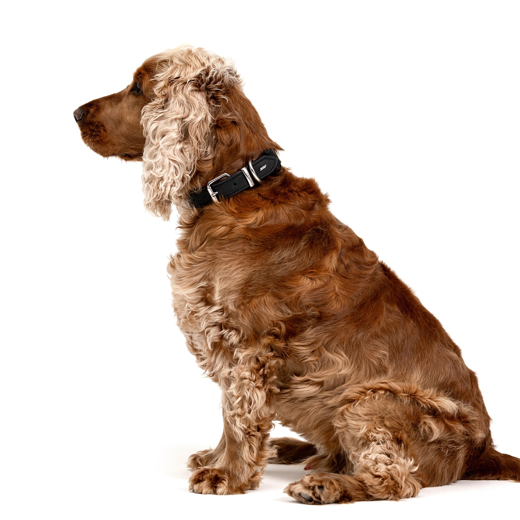 Oxford Leather - Classic Collar