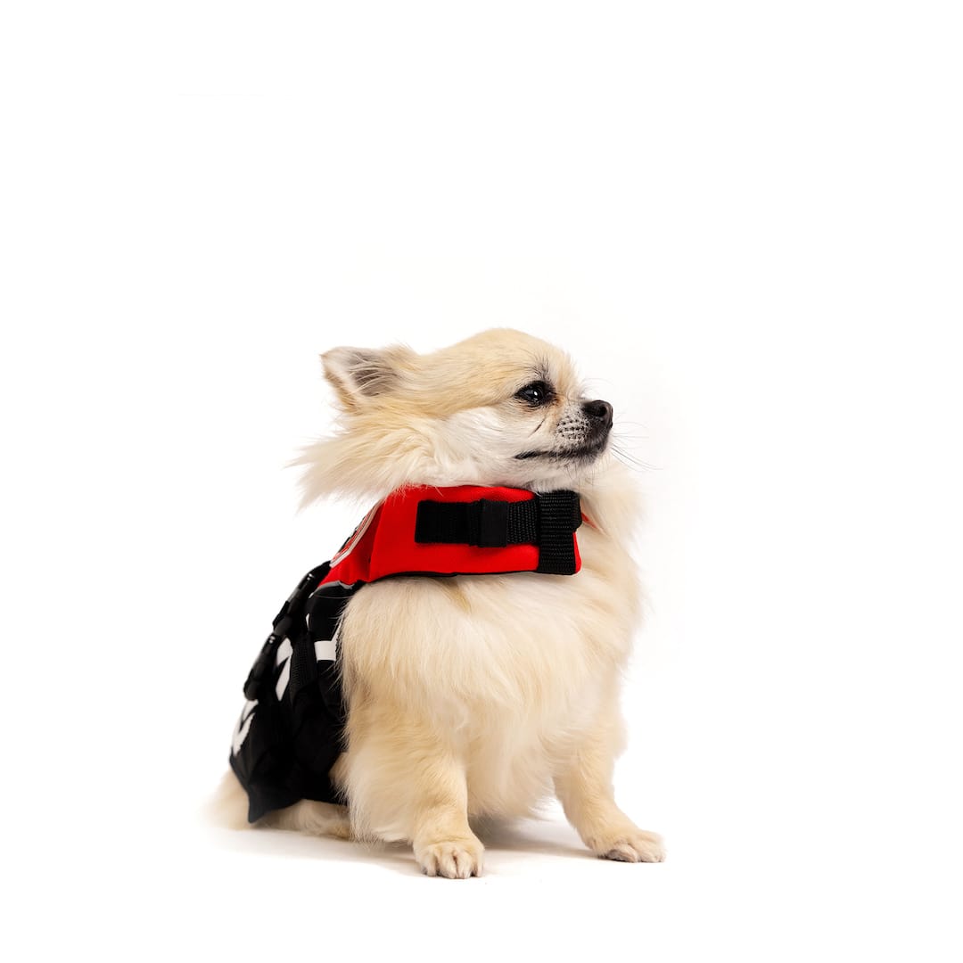 Red Micro DFD life jacket on a small dog