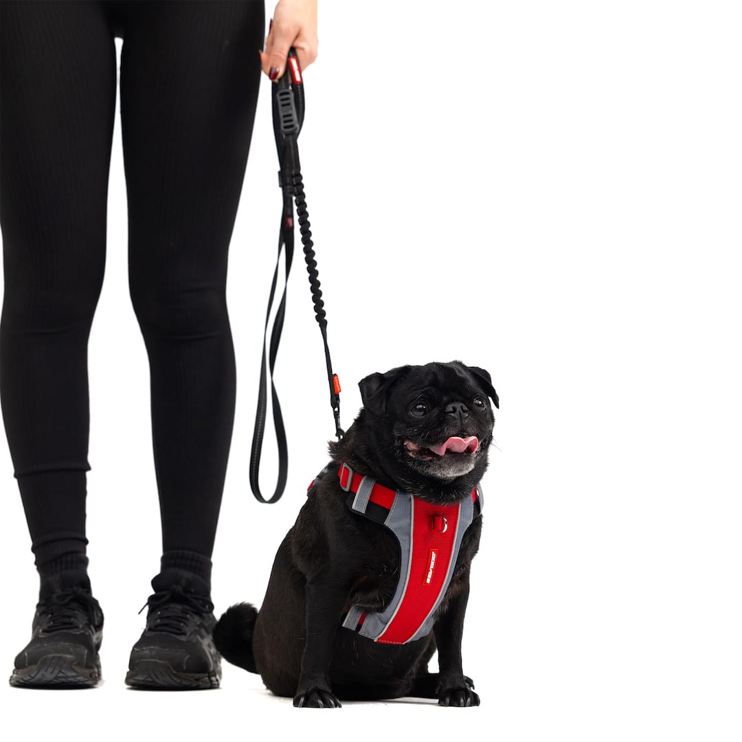 Zero Shock™ Lite Leash for Small Breeds