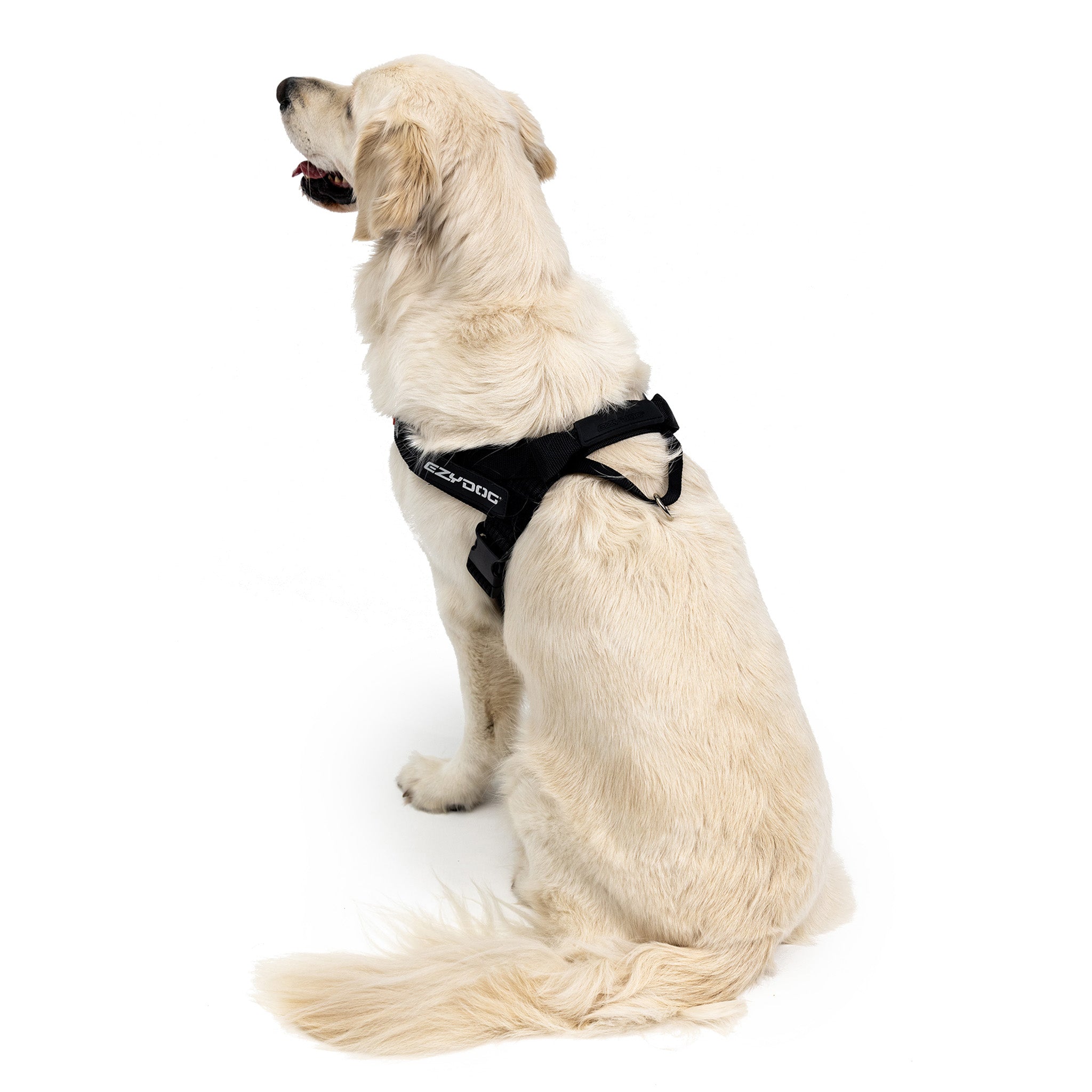 Express™ Dog Harness