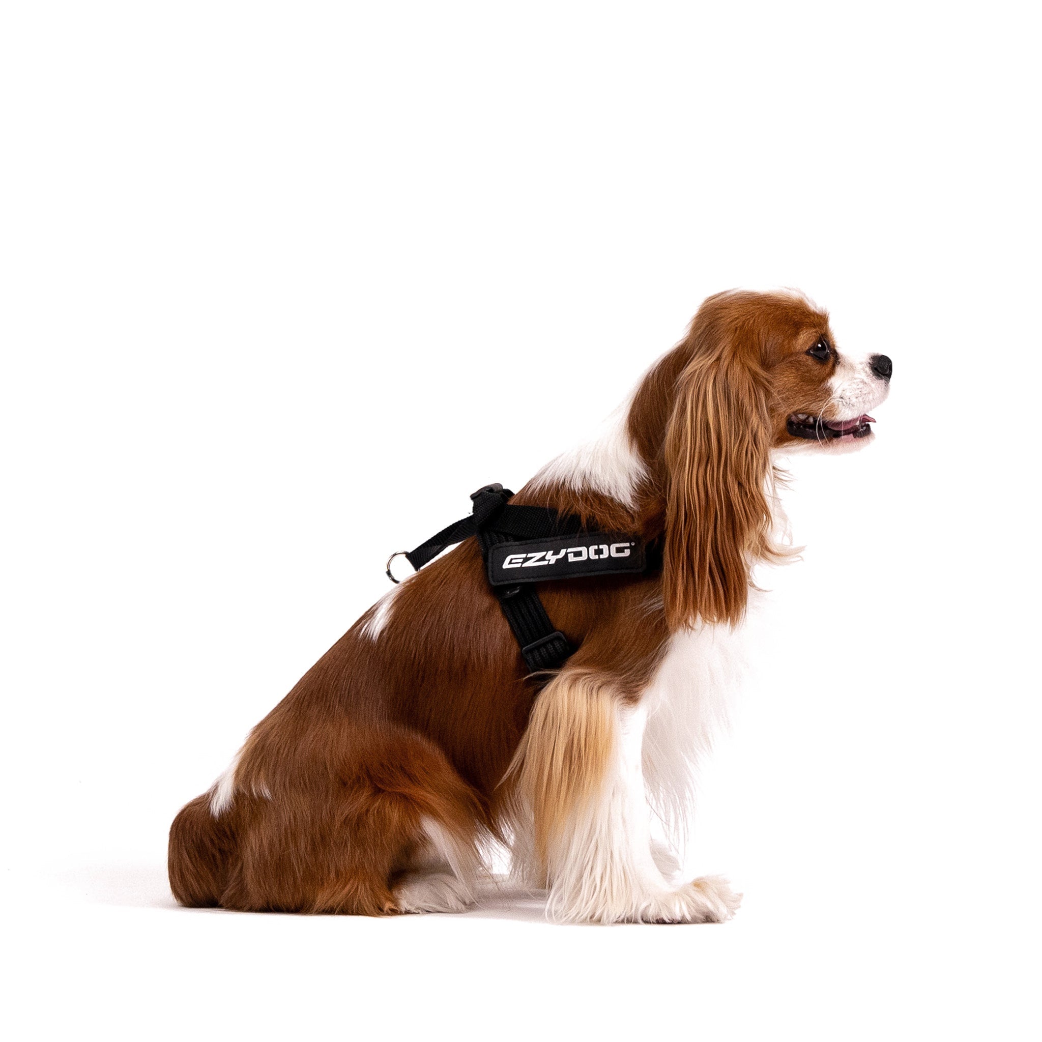 Express™ Dog Harness