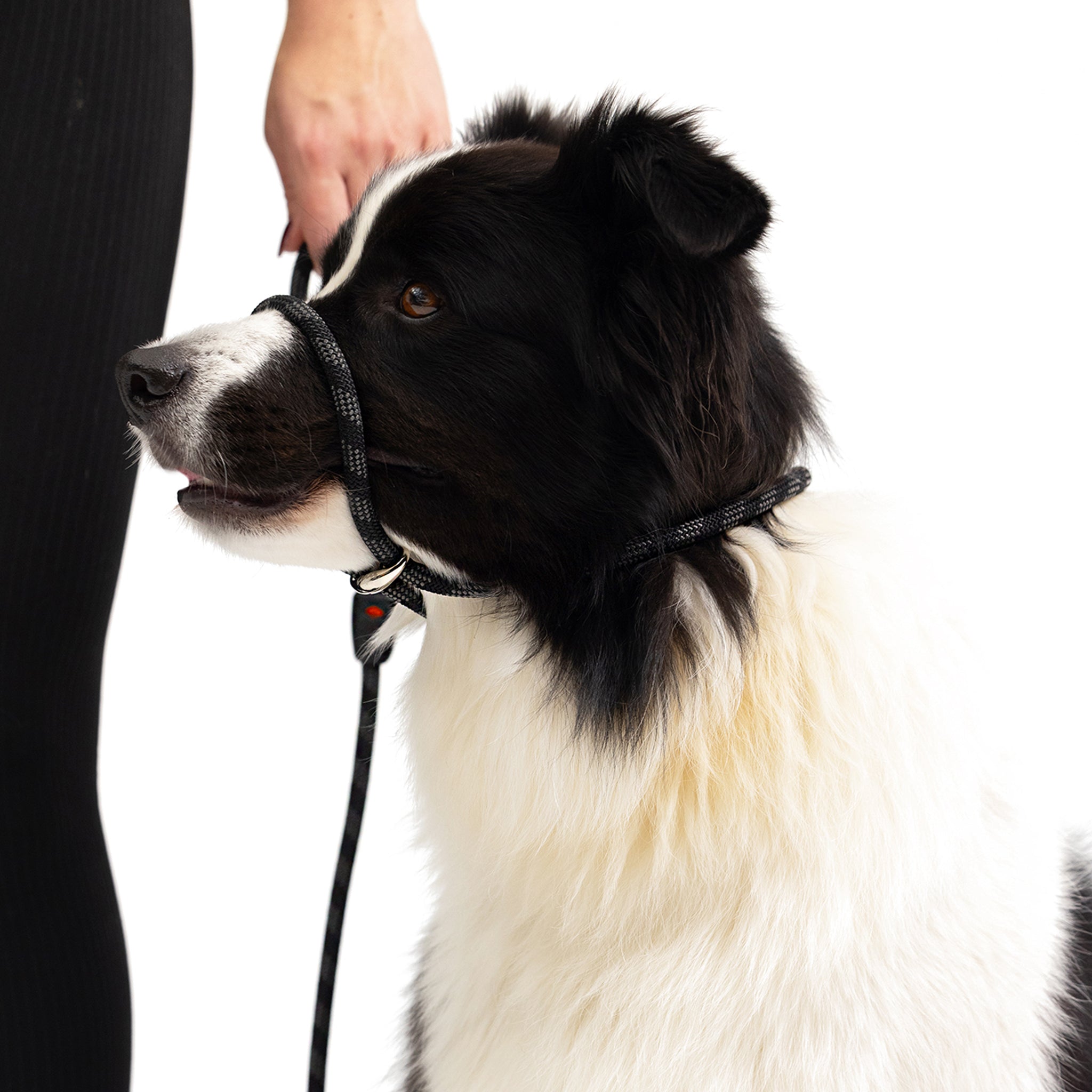 Luca™ Leash