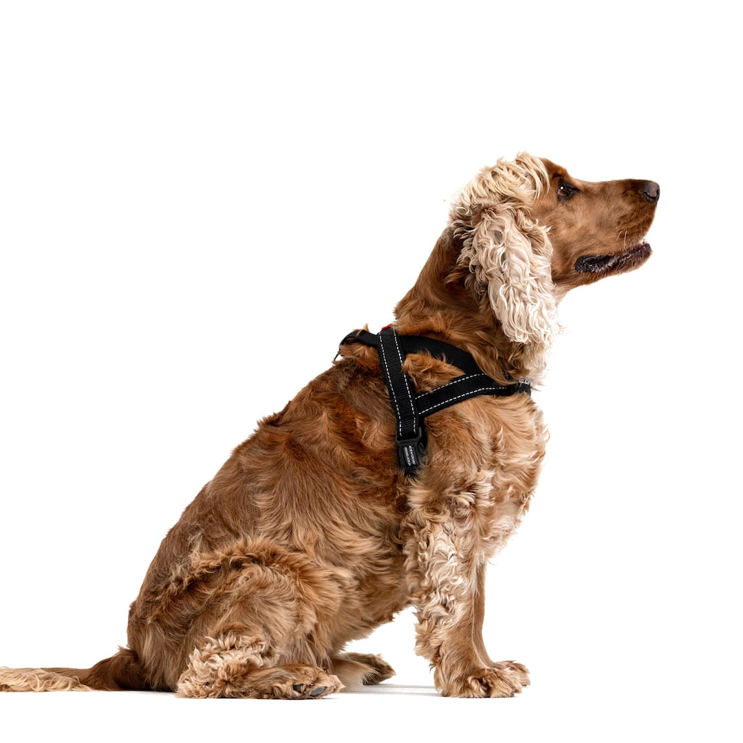 Dog wearing a Black Quick Fit Harness, sitting.