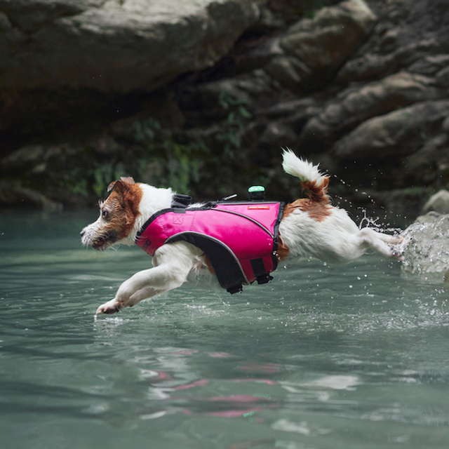 DFD™ X2 For Small Dogs