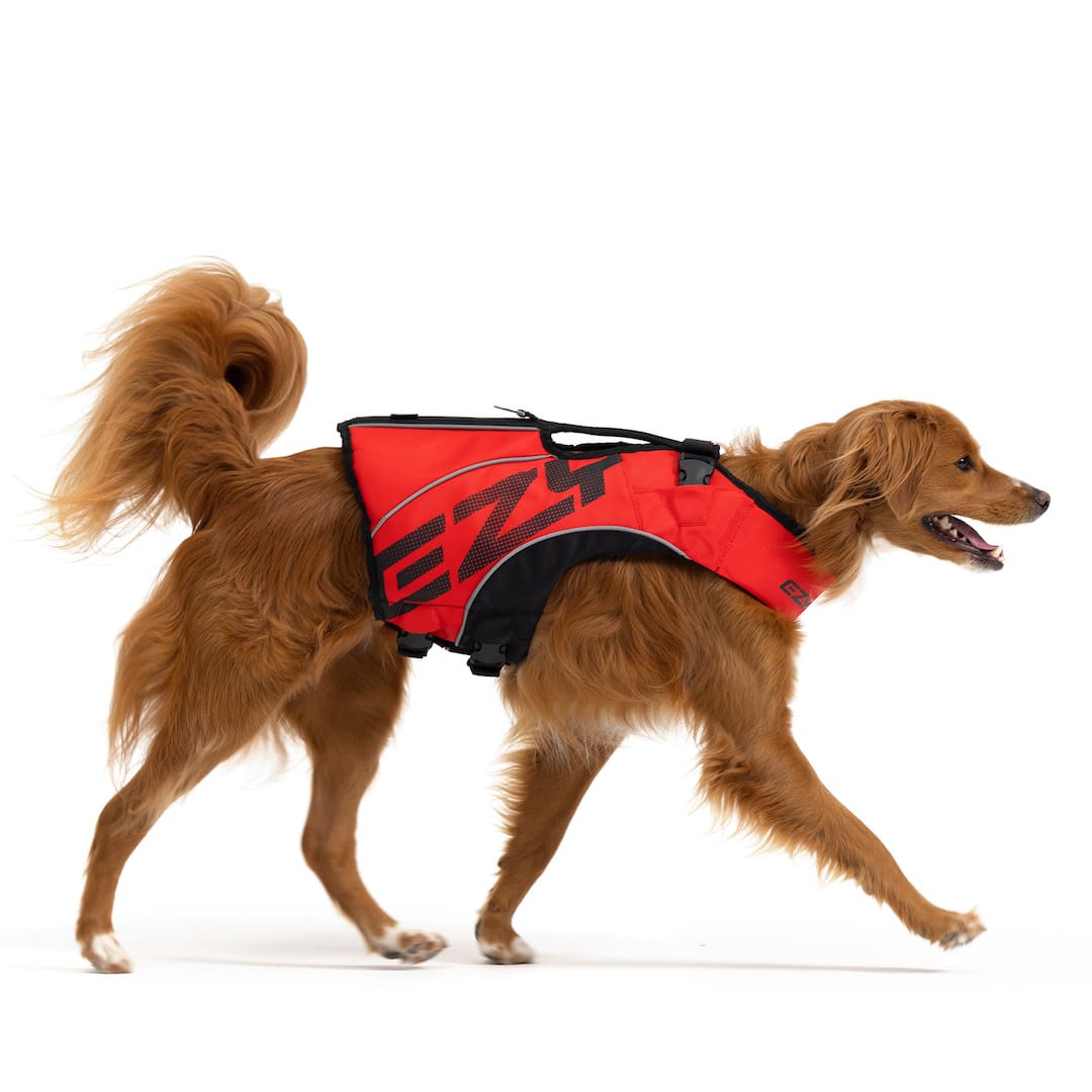 Dog wearing red DFD X2 Boost Life Jacket