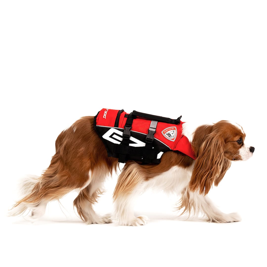dog wearing and walking in red Micro DFD life jacket