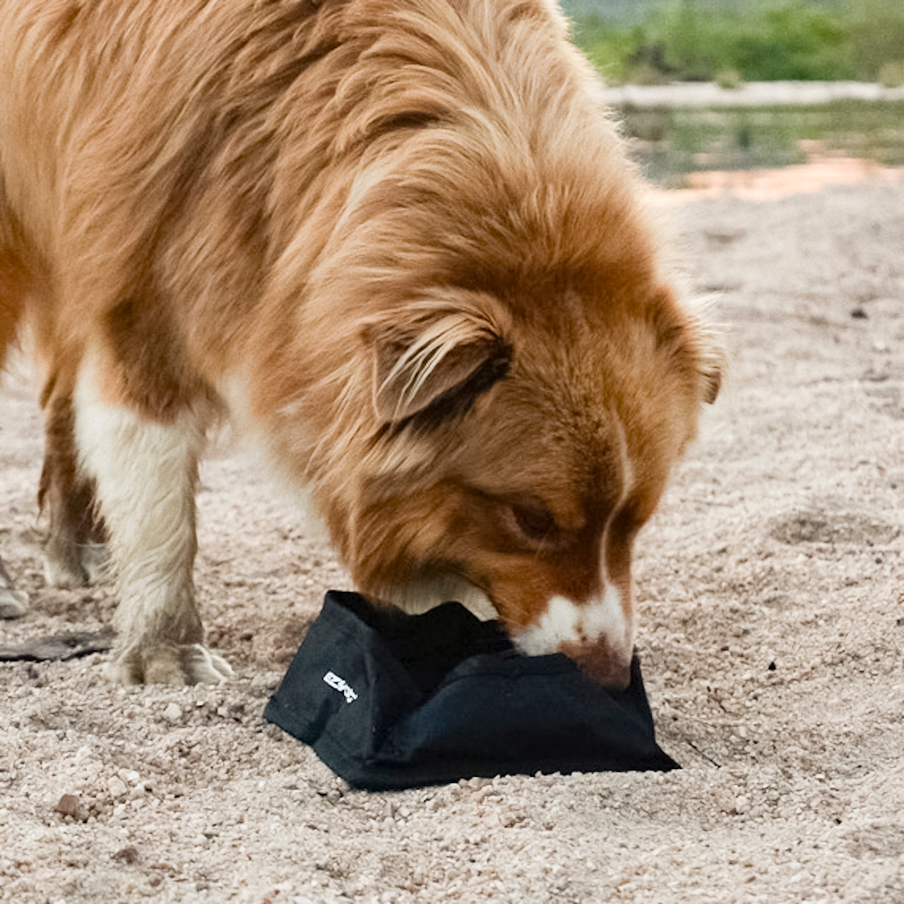 Let’s Go for a Ride Dog Travel Bundle