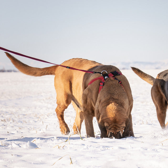 Track 'N' Train™ Leash