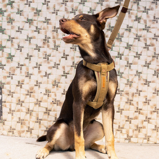 Corduroy - Chest Plate™ Harness