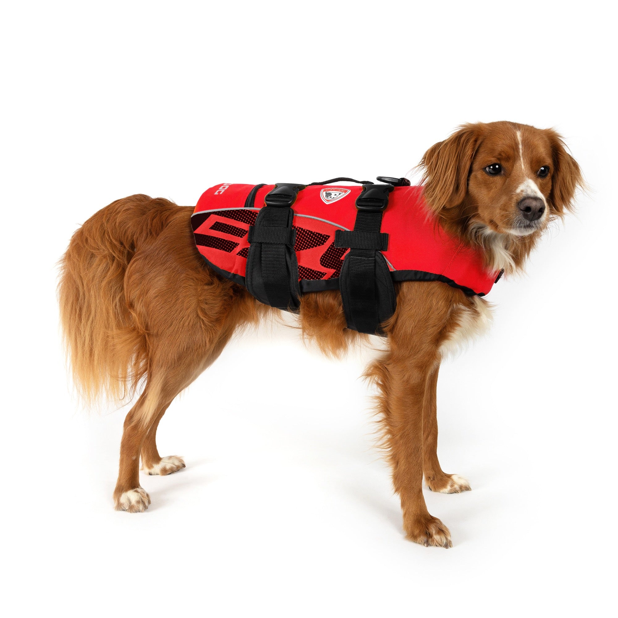 Dog wearing a red life jacket on a white background