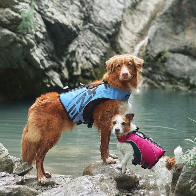 small and large dogs wearing dfd x2 boost life jackets beside a pond