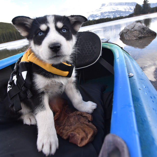dog wearing Yellow Micro DFD life jacket