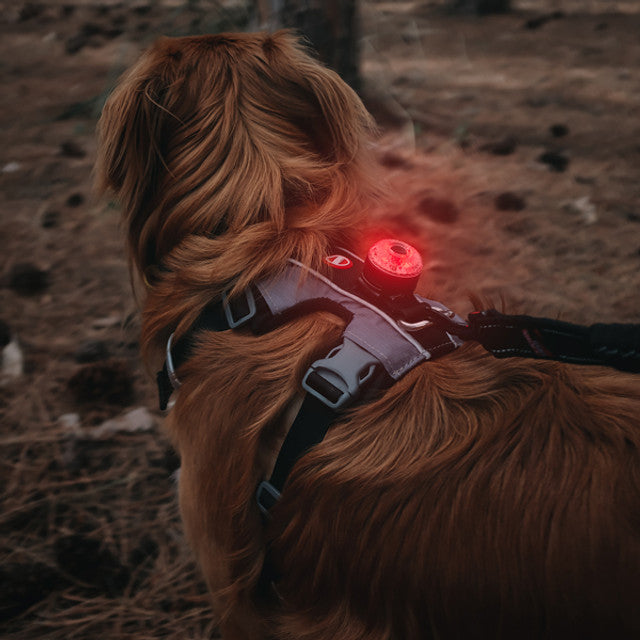 GO2 Multi-Color Dog Light