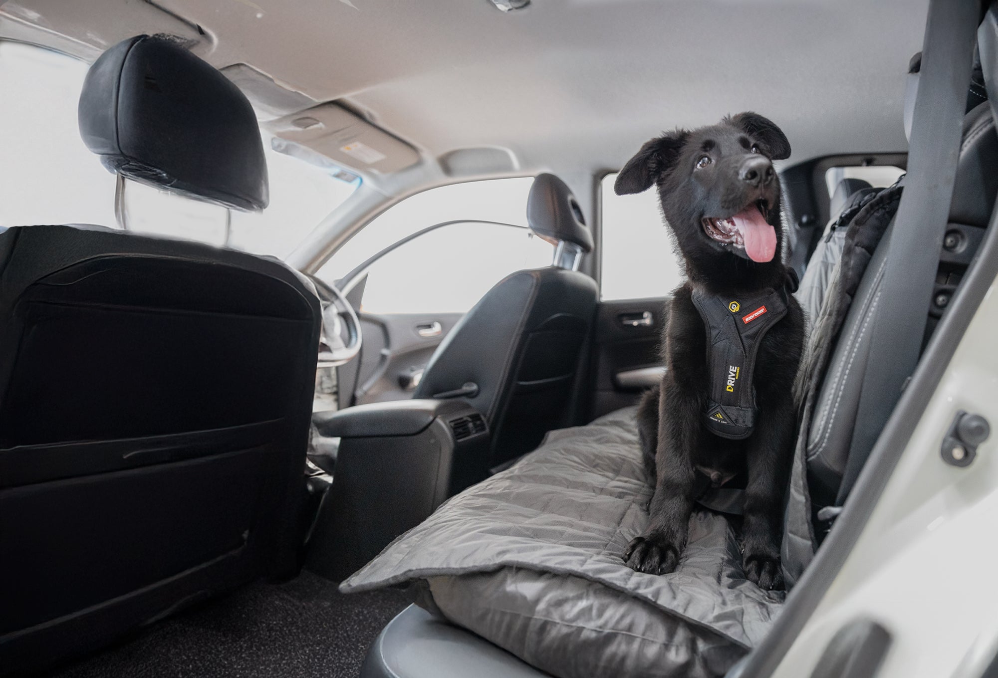 Dog sitting on a pet bed in the back seat of a car