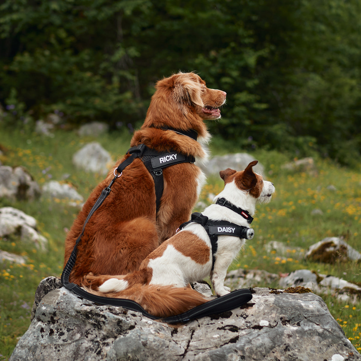 Express™ Dog Harness