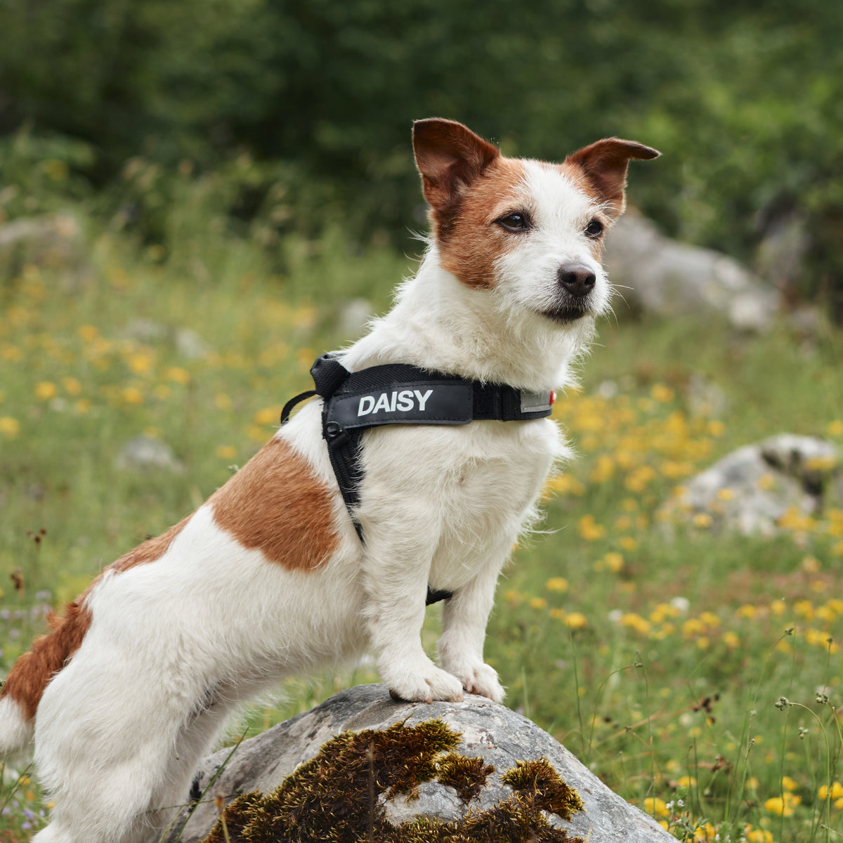 Express™ Dog Harness