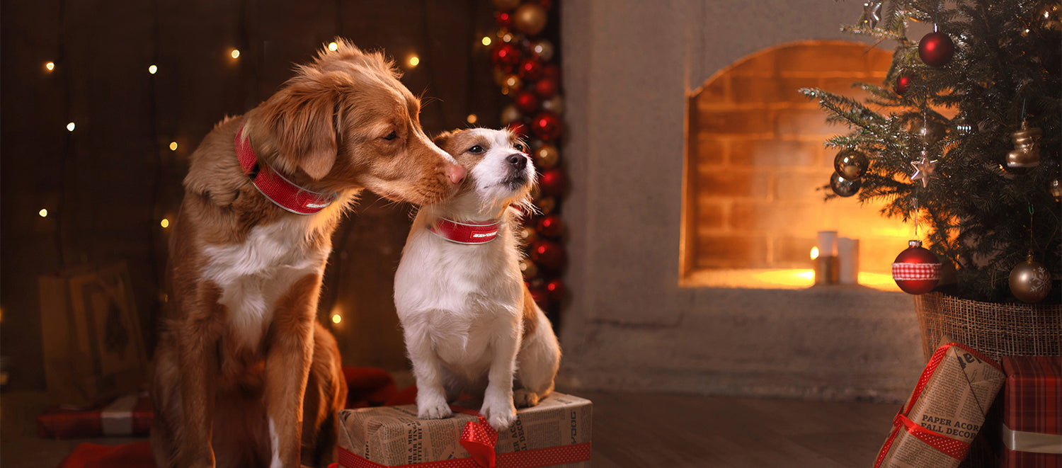 two dogs sitting by the fire enjoying each others company while wearing ezydog collars by the christmas tree
