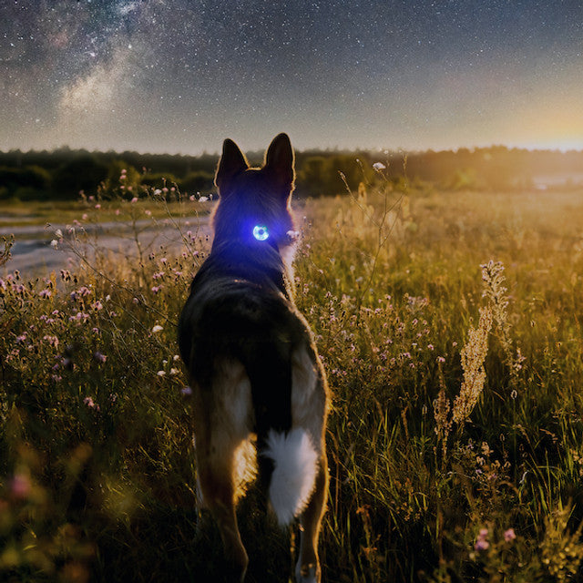 GO2 Multi-Color Dog Light