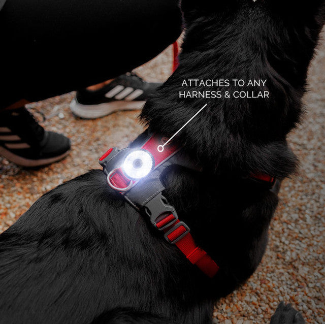 GO2 Multi-Color Dog Light