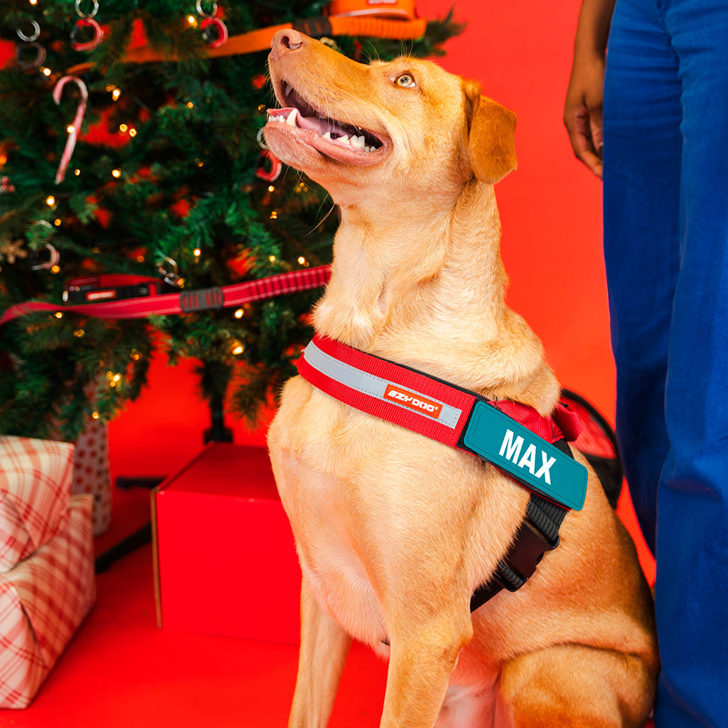 Dog wearing a red harness with 'MAX' on it, sitting in front of a decorated Christmas tree.