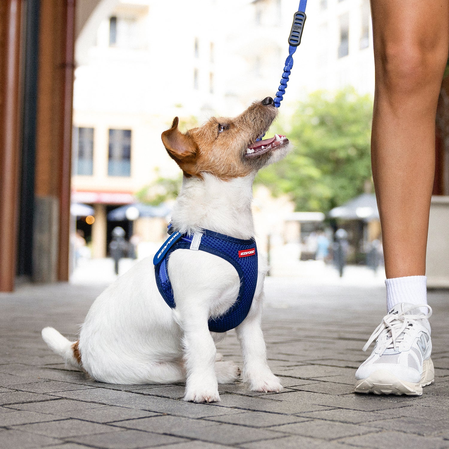 Dog walking with our dog harness and leash attached