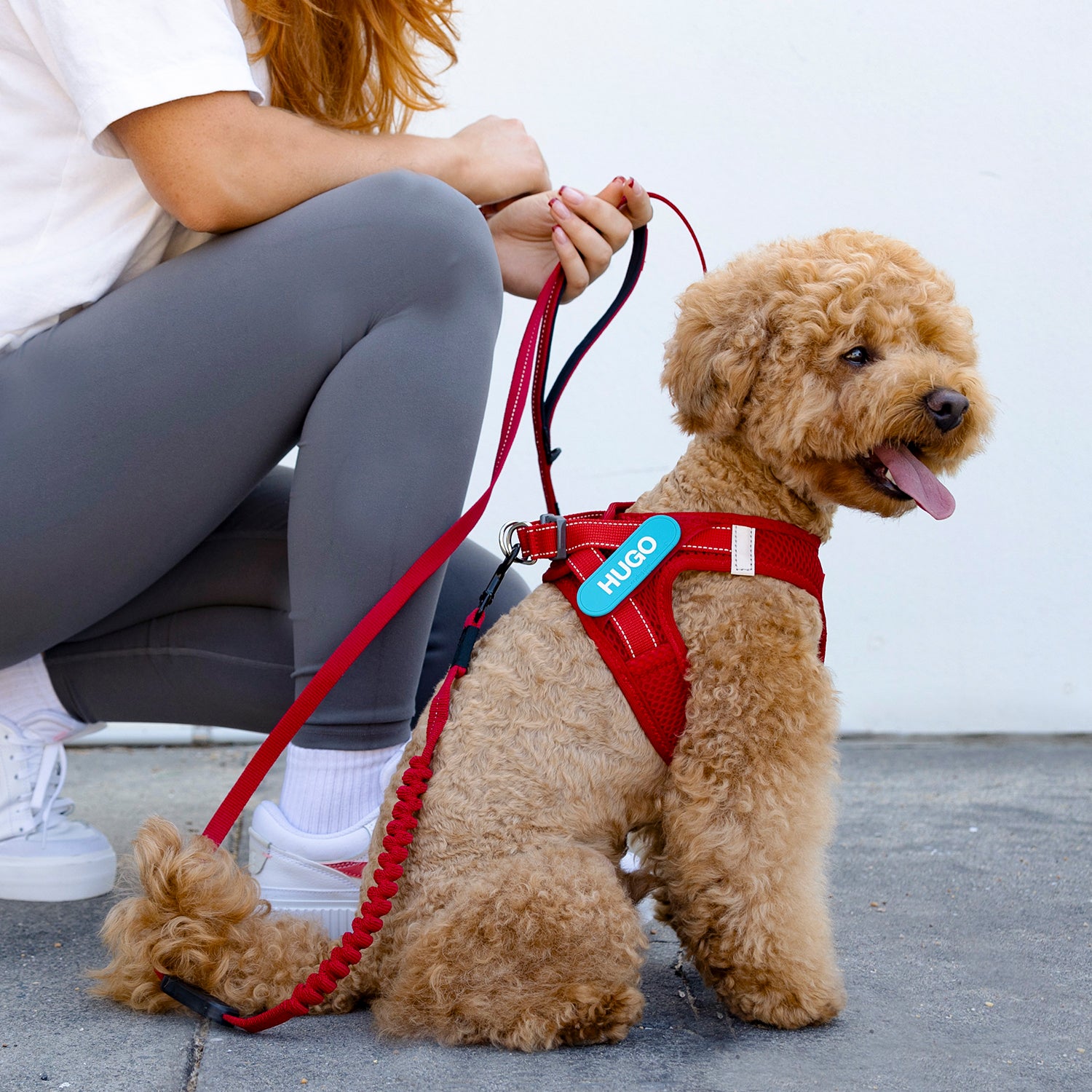 Small curly-haired dog wearing a red harness with a name tag labeled "HUGO," sitting on the pavement next to a person in grey leggings holding a matching red leash.
