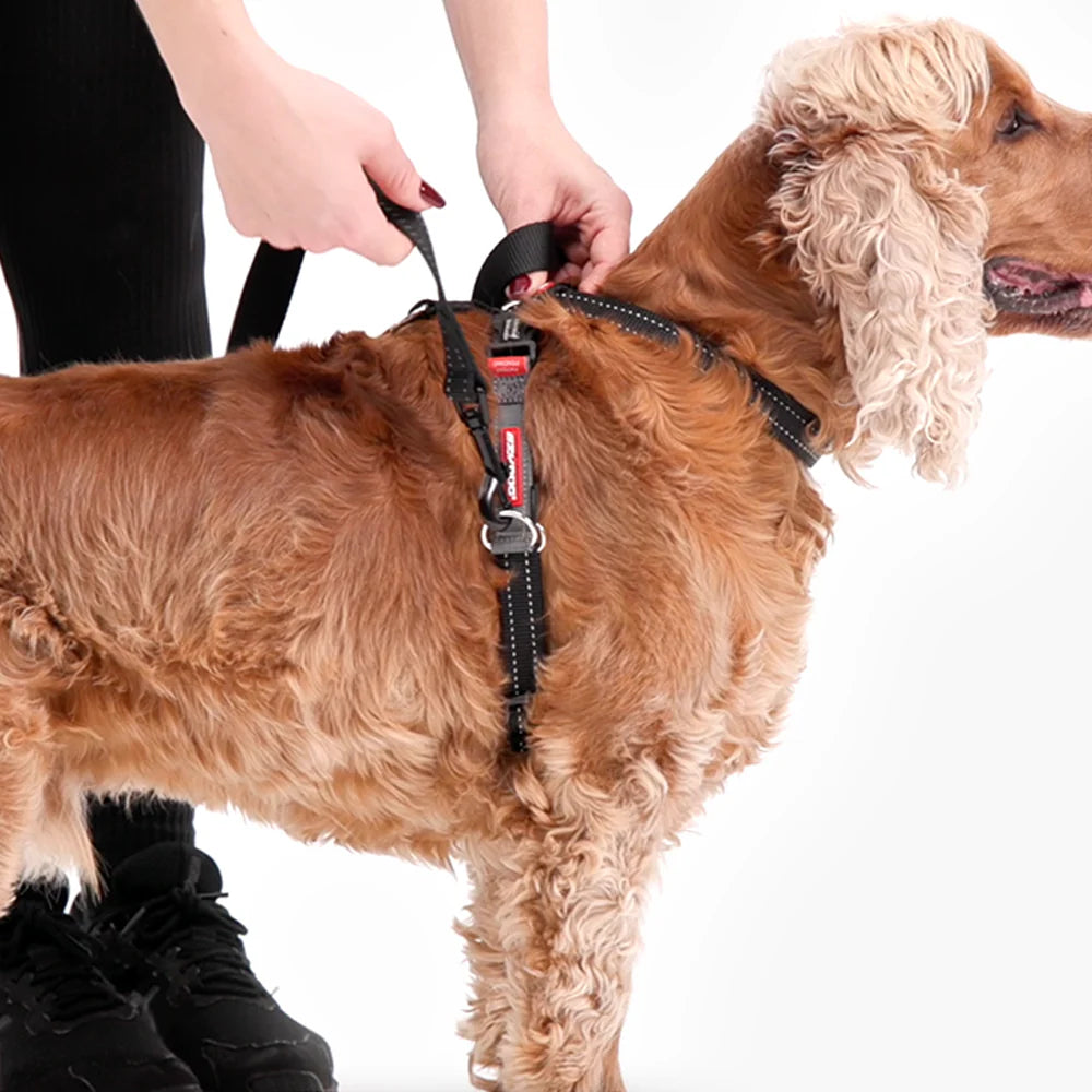 Person adjusting our black no-pull dog harness on a golden Cocker Spaniel, showing the proper fit and attachment of the leash on the dog’s back.