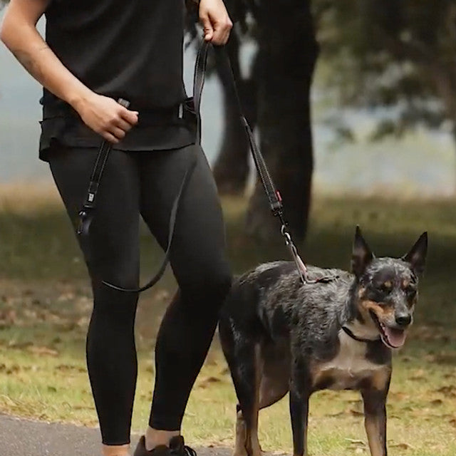 Crosscheck™ Dog Harness