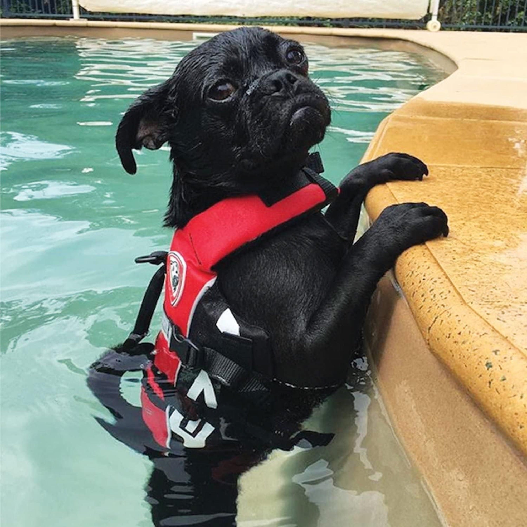 Black dog wearing a red life jacket standing in a pool.