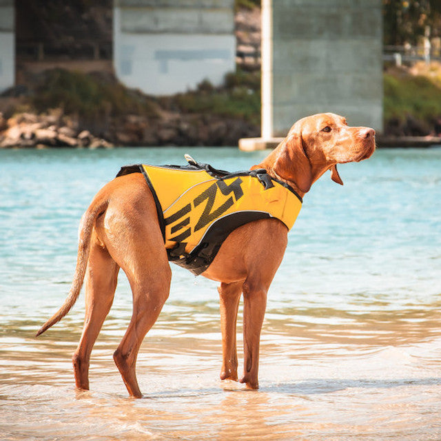 dog wearing yellow dfd x2 boost life jacket near a lake