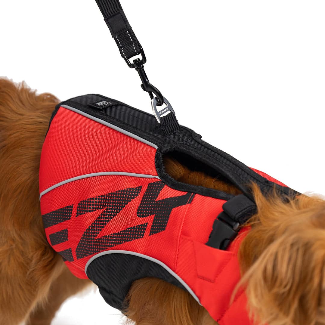 dog wearing red dfd x2 boost life jacket closeup on a leash